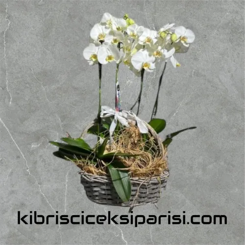 Sepette 4 Dal Beyaz Orkide