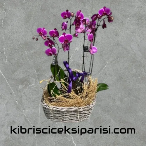 Sepette 4 Dal Mor Orkide